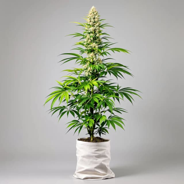 KC 33 feminized cannabis plant