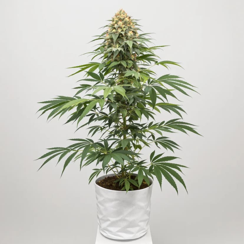 Kelly Hill Gold feminized cannabis plant
