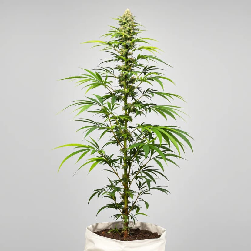 Key Lime Pie feminized cannabis plant