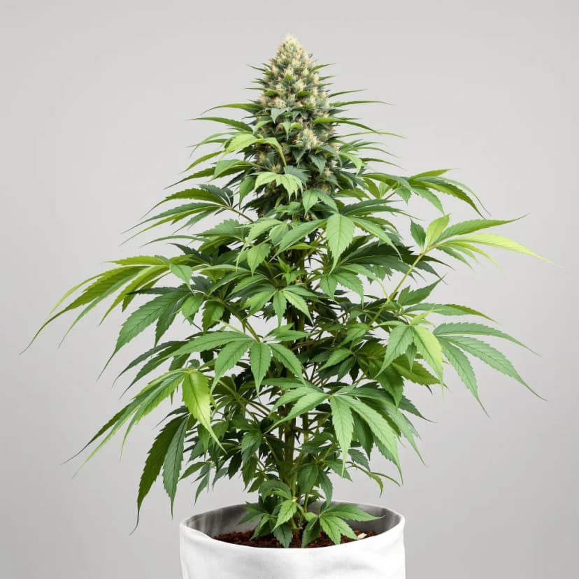 Khufu feminized cannabis plant