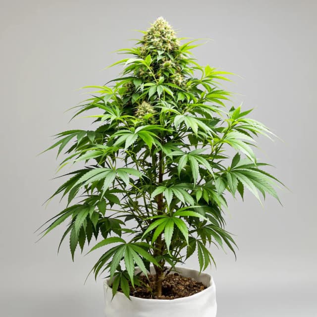 Killer Grape feminized cannabis plant