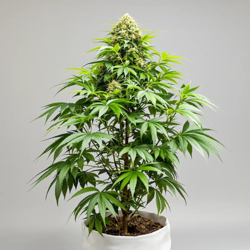 Killer Grape feminized cannabis plant