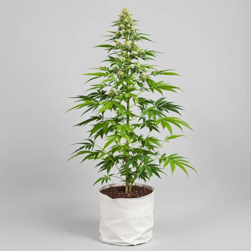 Kiss feminized cannabis plant