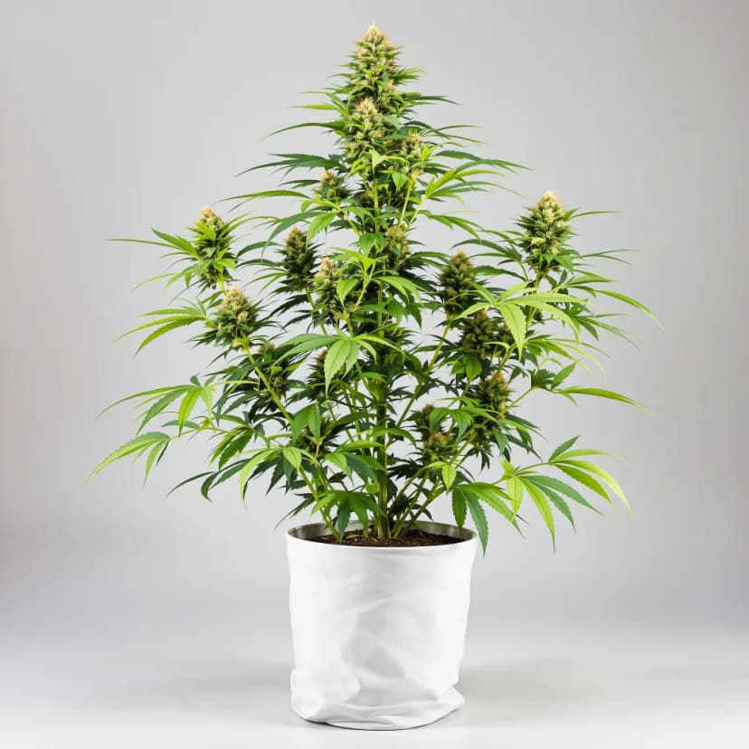 Kobain Kush feminized cannabis plant