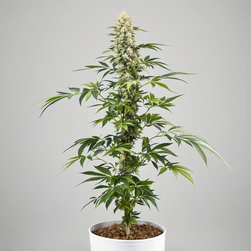 Kosher Tangie feminized cannabis plant