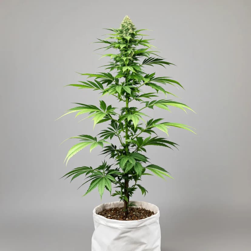 Kraken feminized cannabis plant