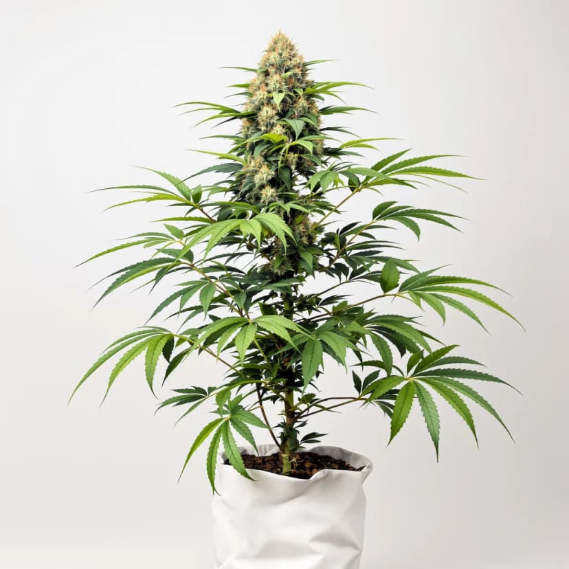 Kryptonite autoflower cannabis plant