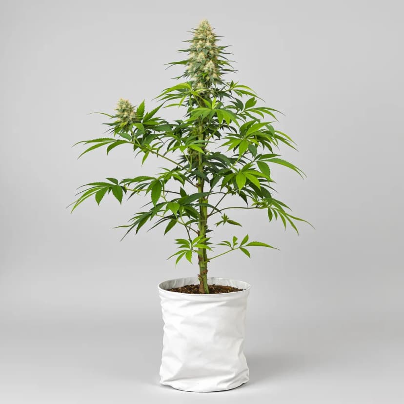 Kuchi feminized cannabis plant