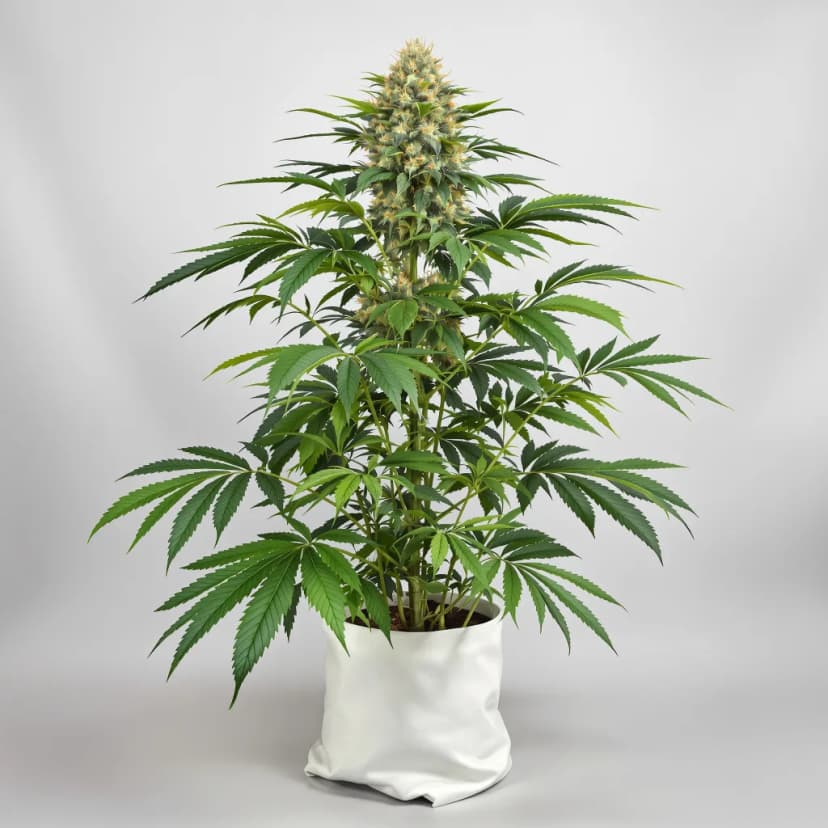 Kush Cake feminized cannabis plant