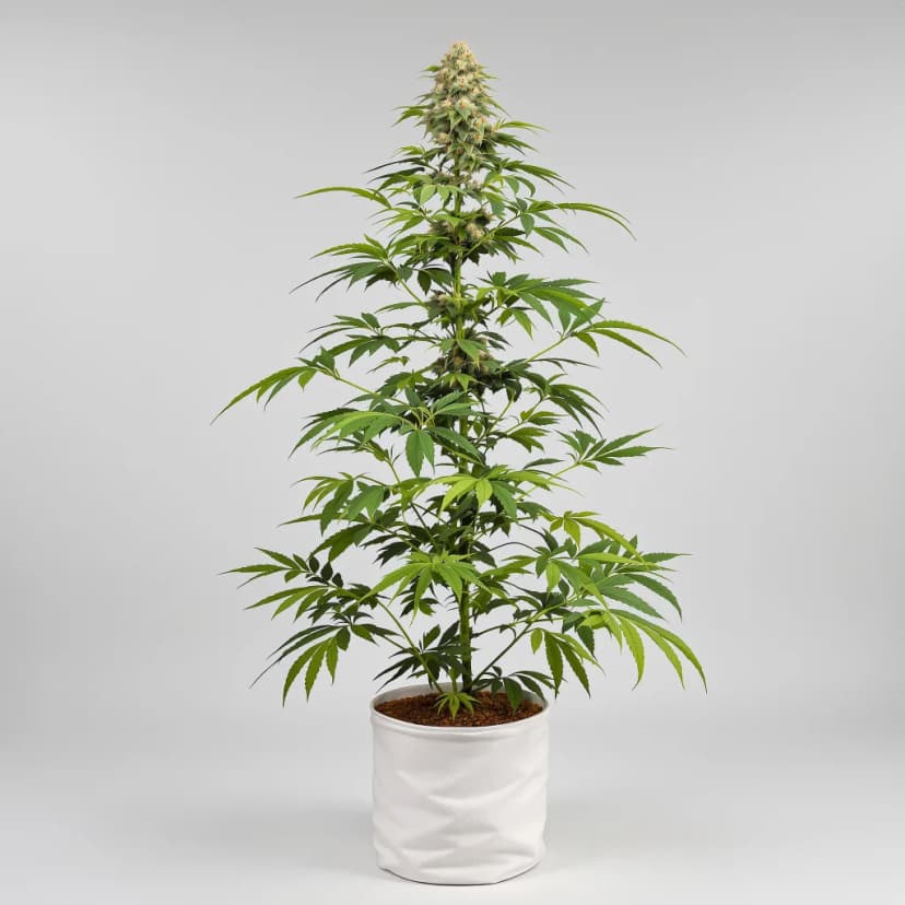 Kush Mints feminized cannabis plant