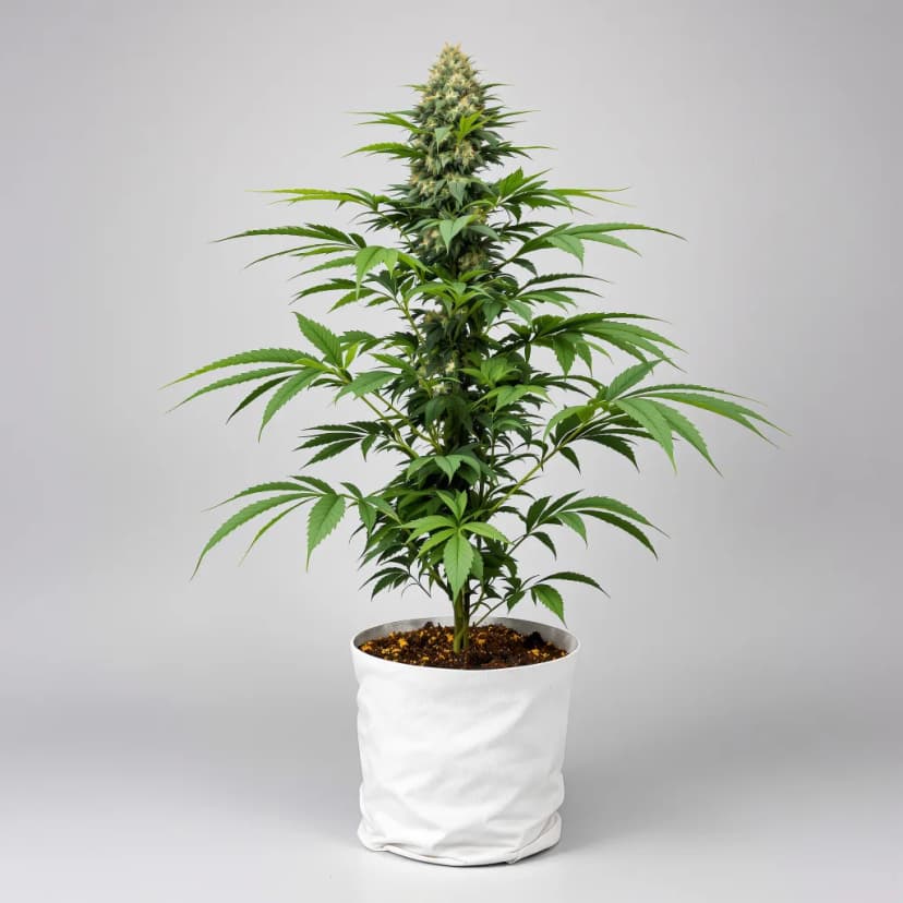 Kush XL feminized cannabis plant
