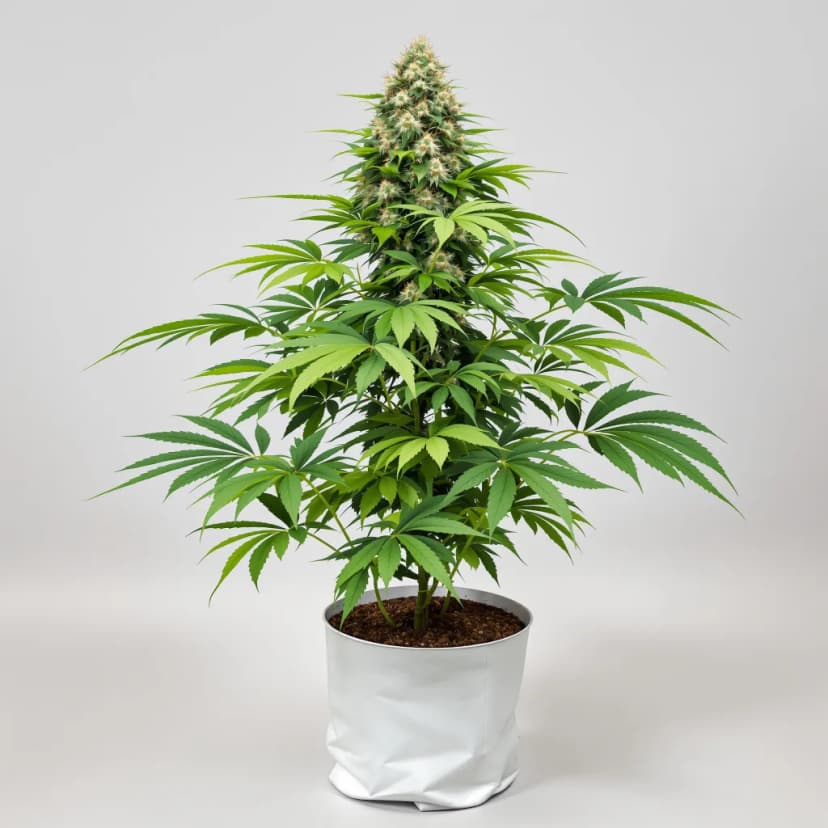 Kushadelic feminized cannabis plant
