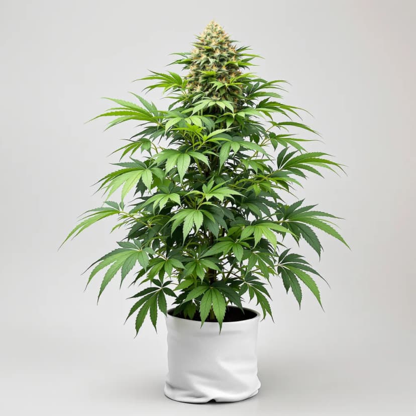 Kushberry feminized cannabis plant