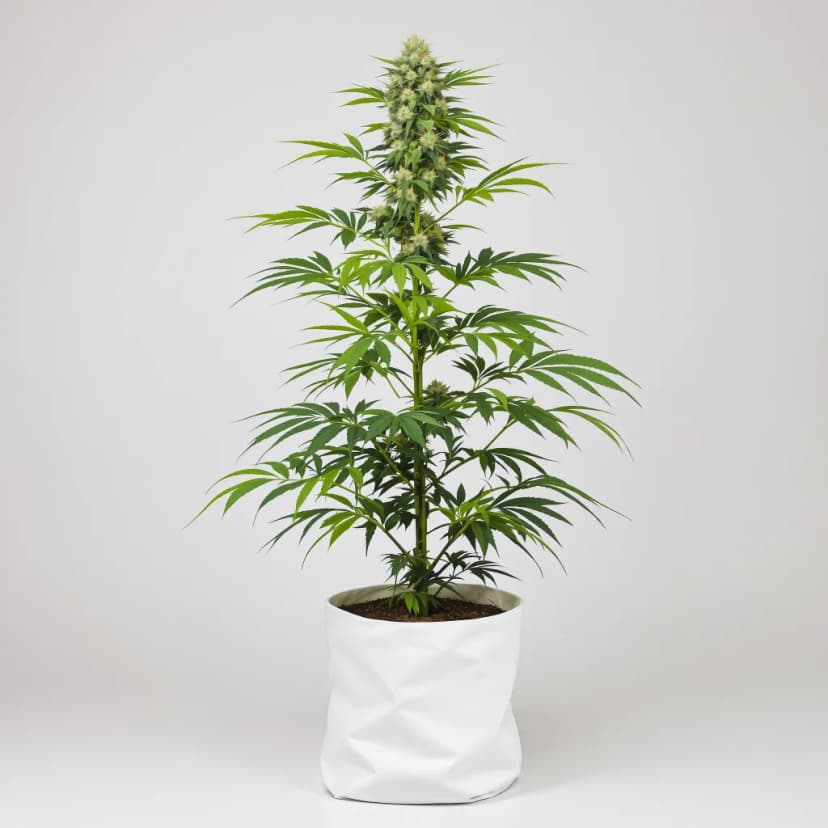 L.A. Sunshine autoflower cannabis plant