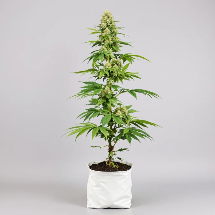 L.A. Sunshine feminized cannabis plant
