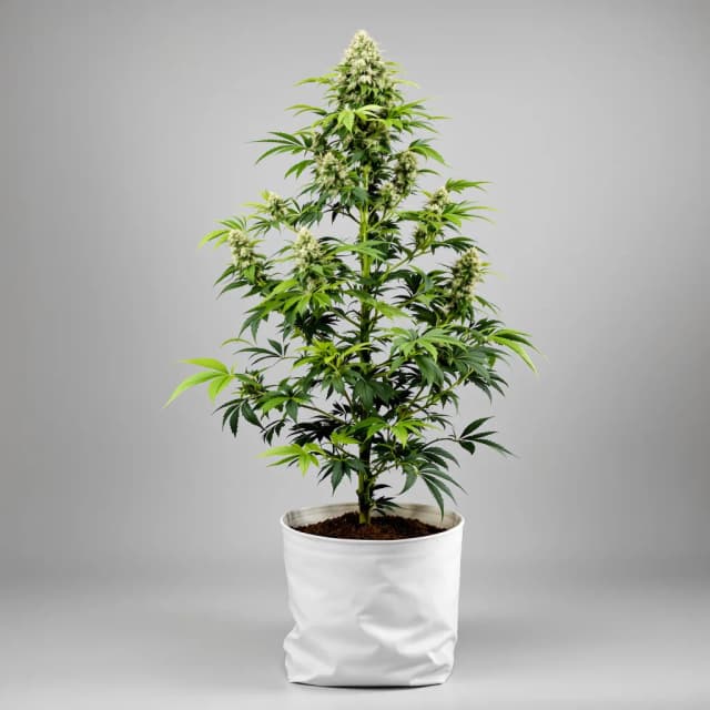 LA Confidential cannabis seeds packaging, Royal King Seeds USA