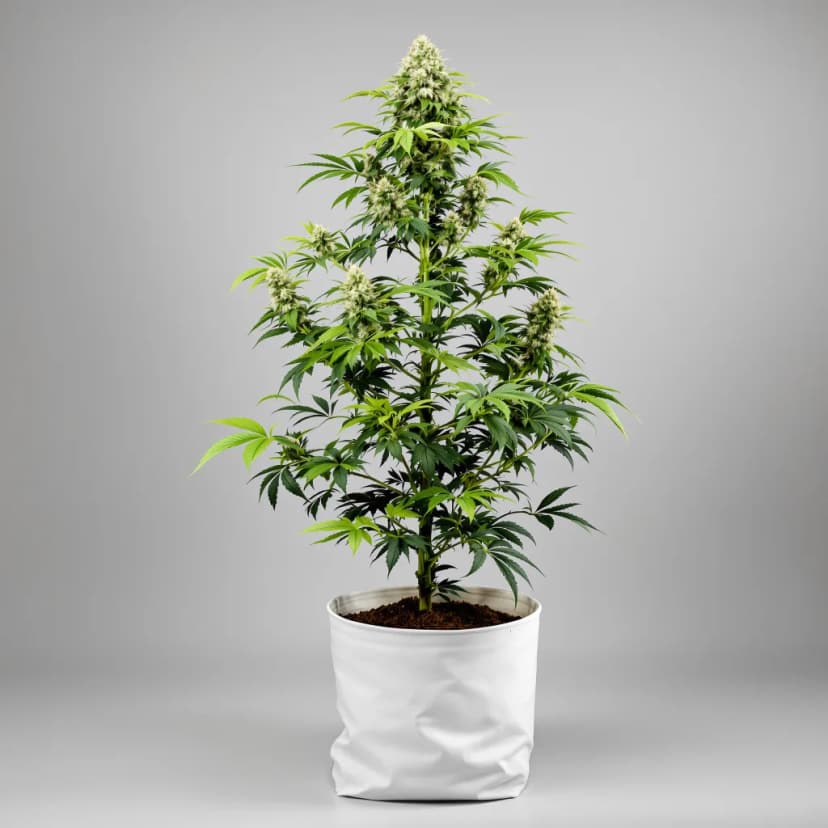LA Confidential autoflower cannabis plant