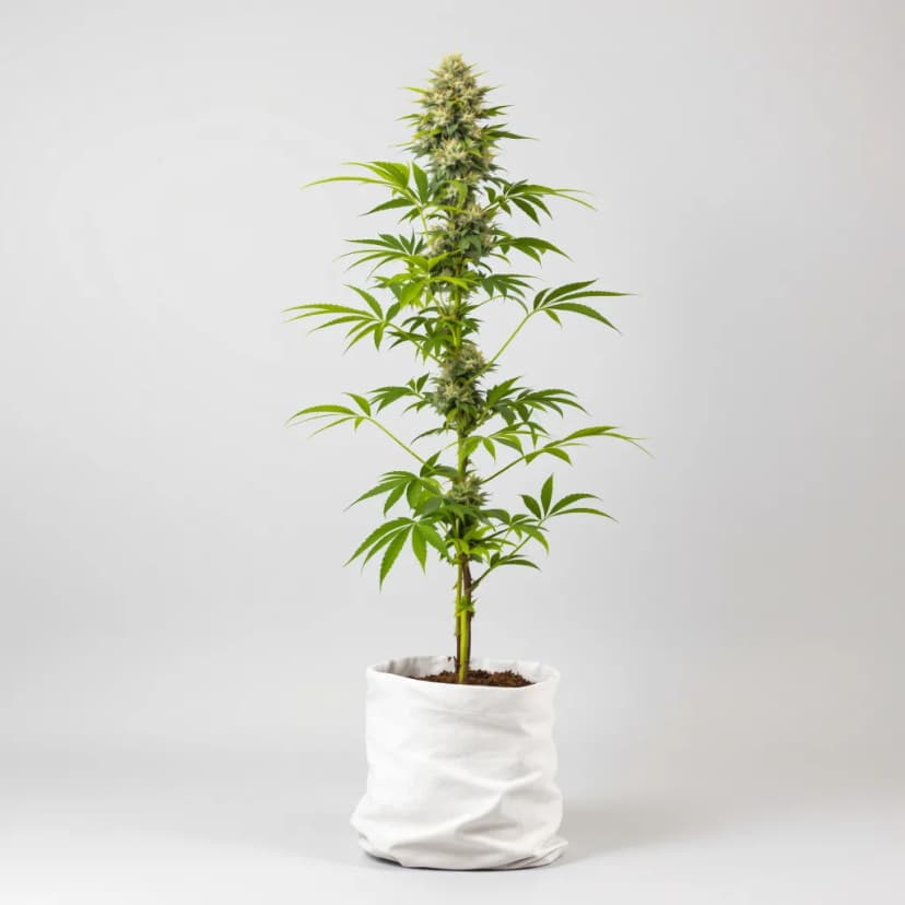 LA Jack feminized cannabis plant