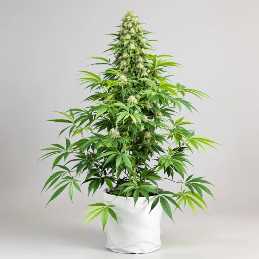 LA OG feminized cannabis plant
