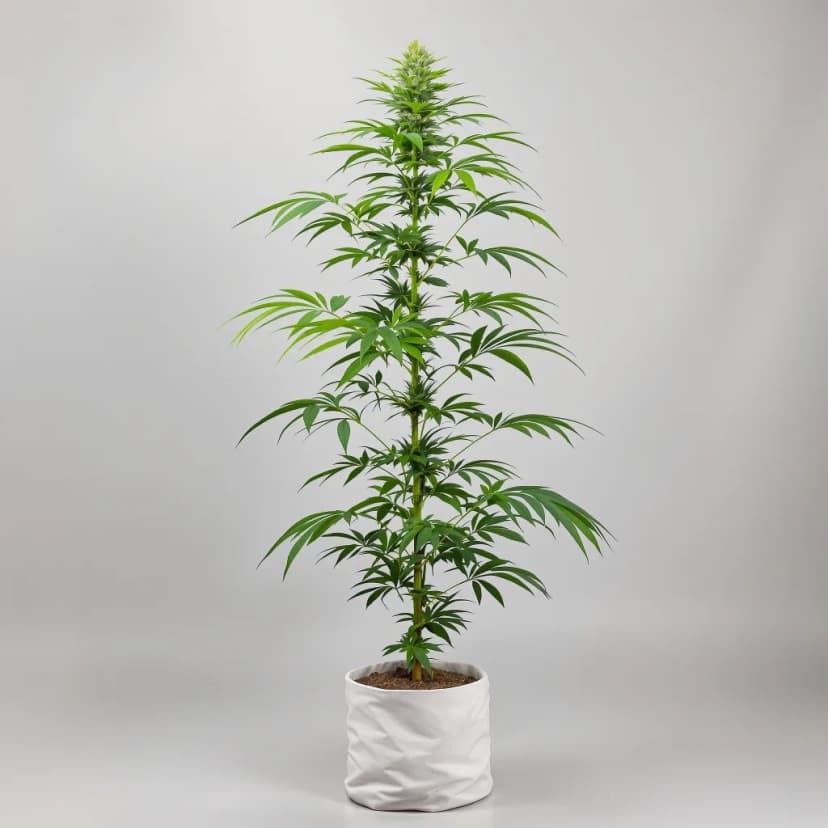 Lamb's Bread feminized cannabis plant