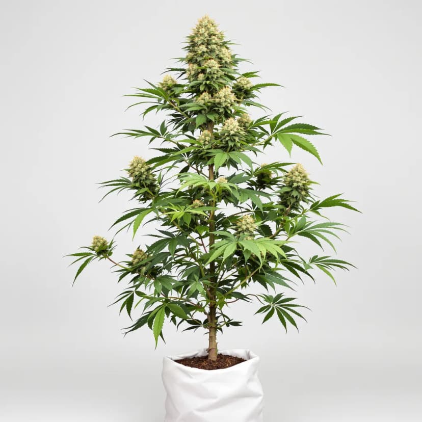 Lamborghini feminized cannabis plant