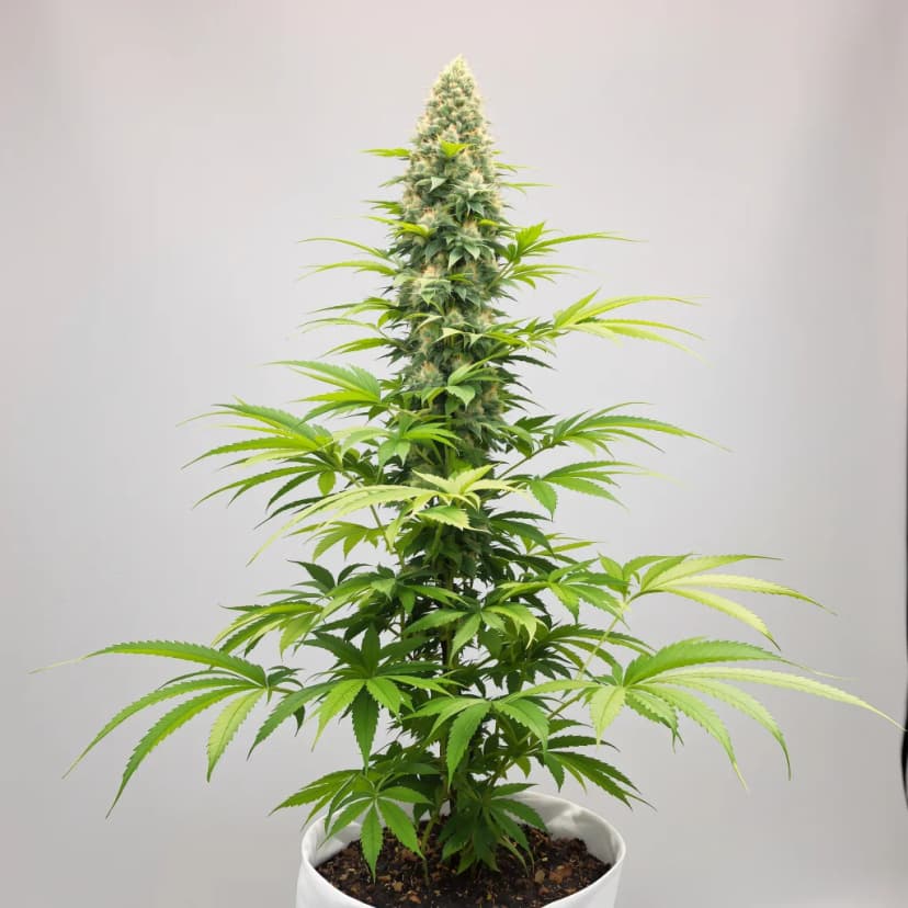 Larry OG feminized cannabis plant