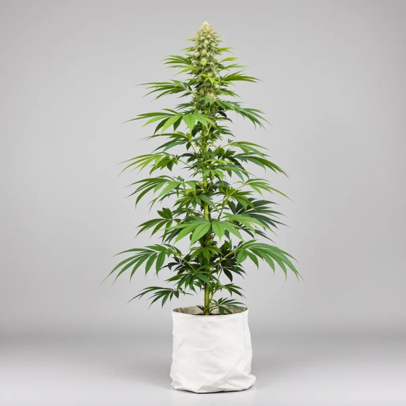 Laughing Buddha feminized cannabis plant