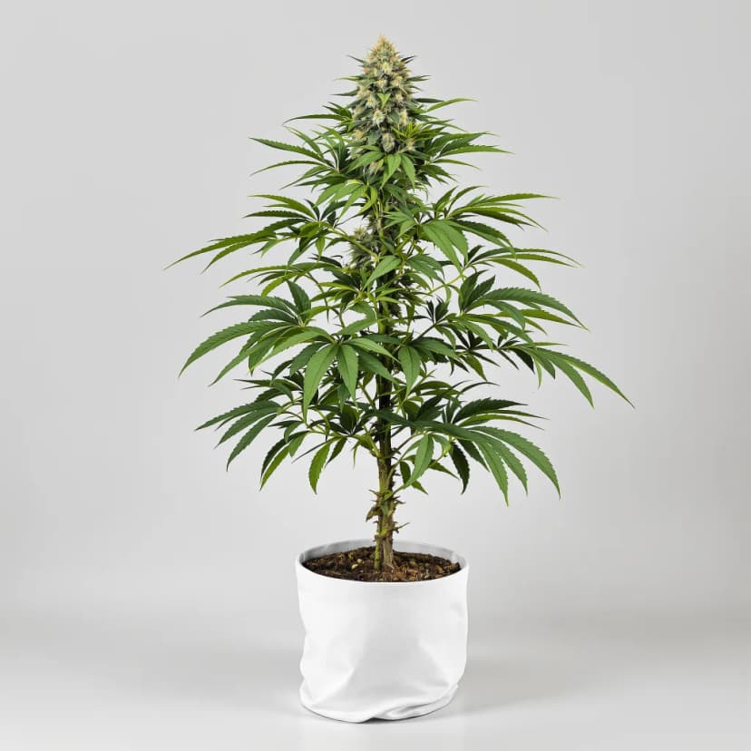 Lava Cake feminized cannabis plant