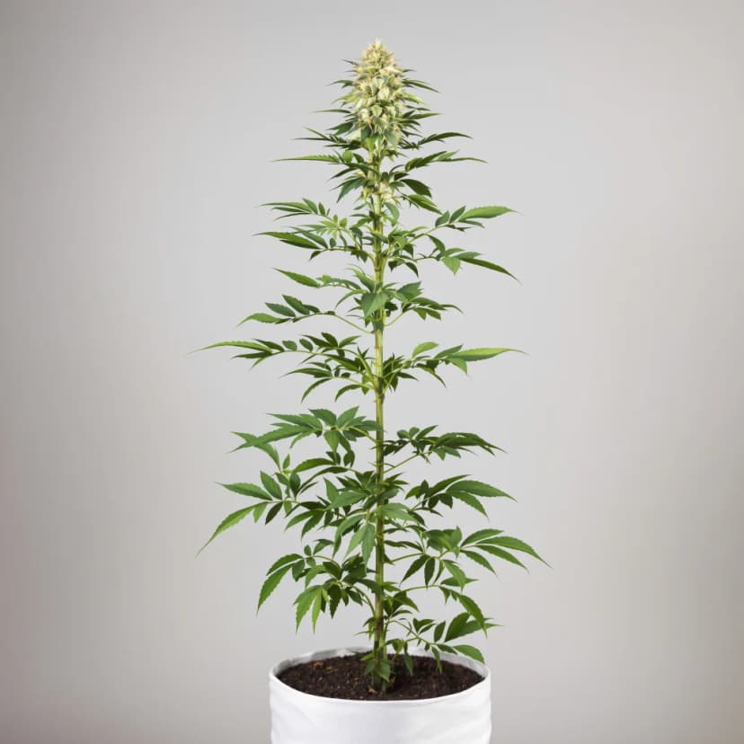 Lavender feminized cannabis plant