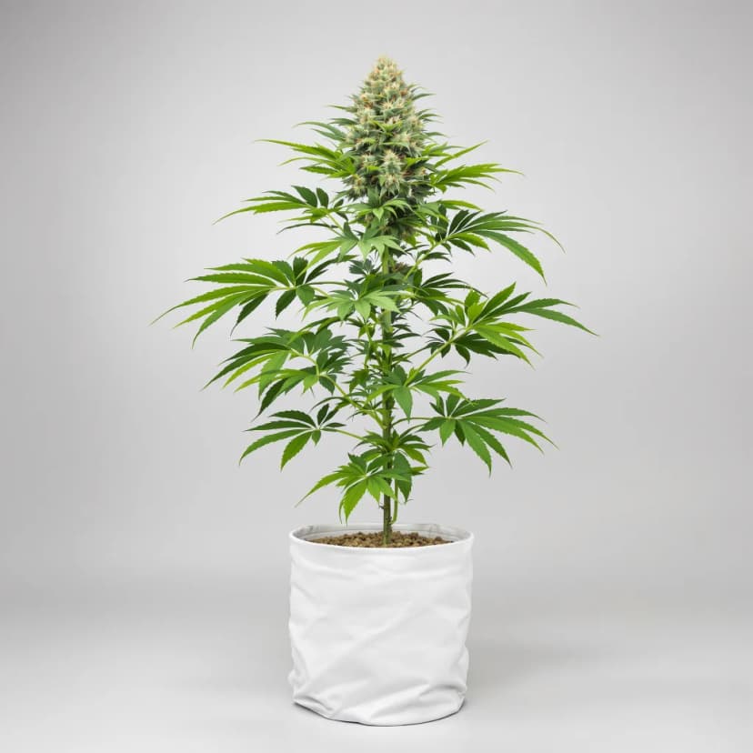 Lavender Jones autoflower cannabis plant