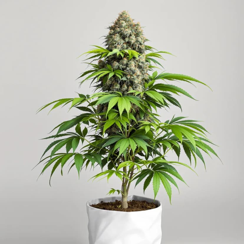 Lavender Jones feminized cannabis plant
