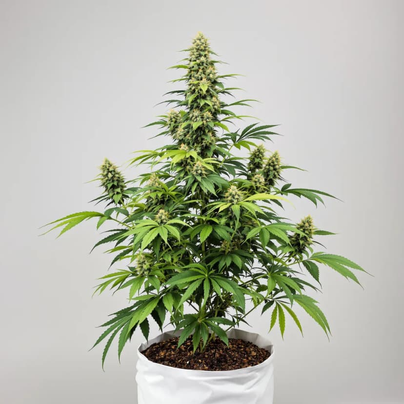 Le Silver Royale feminized cannabis plant