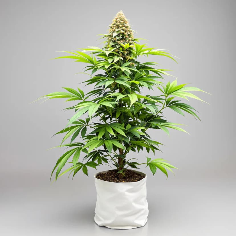 Lee Roy autoflower cannabis plant