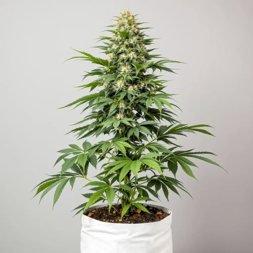 Lee Roy feminized cannabis plant