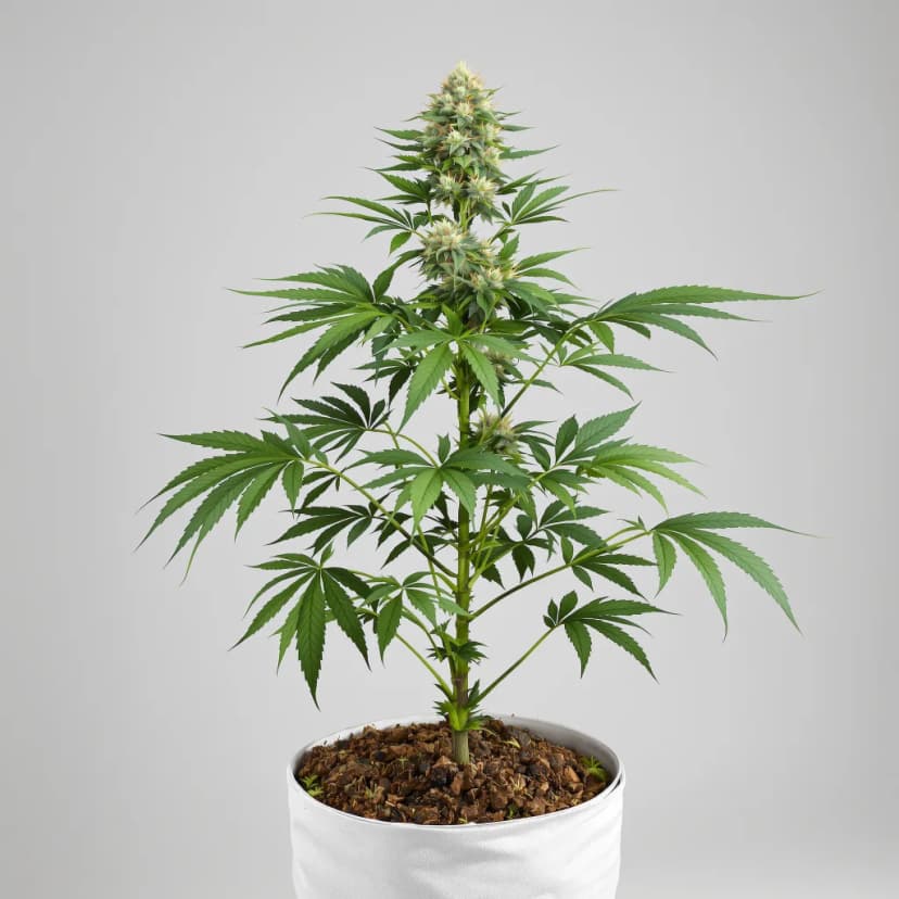 Legend OG feminized cannabis plant