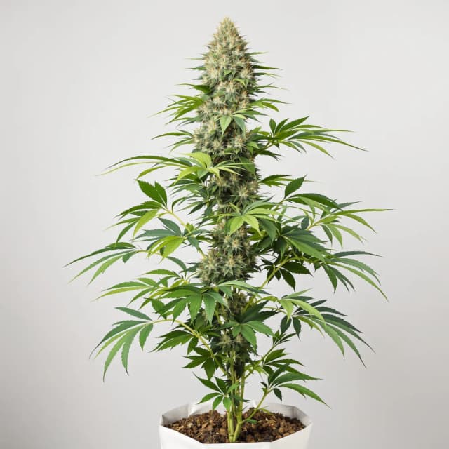 Lemon cannabis seeds packaging, Royal King Seeds USA