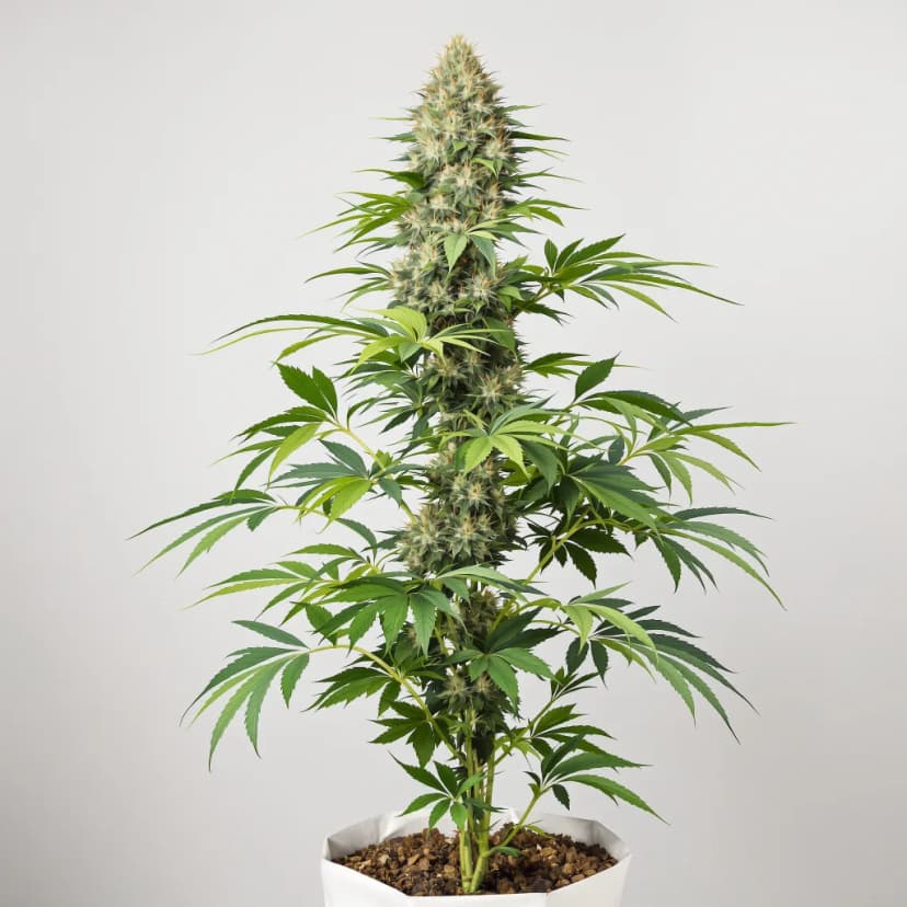 Lemon autoflower cannabis plant