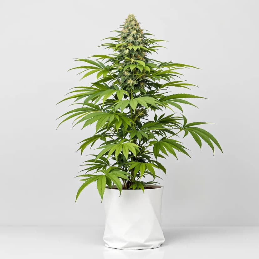 Lemon Crush feminized cannabis plant