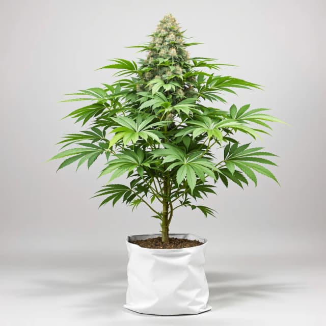Lemon Daddy cannabis seeds packaging, Royal King Seeds USA