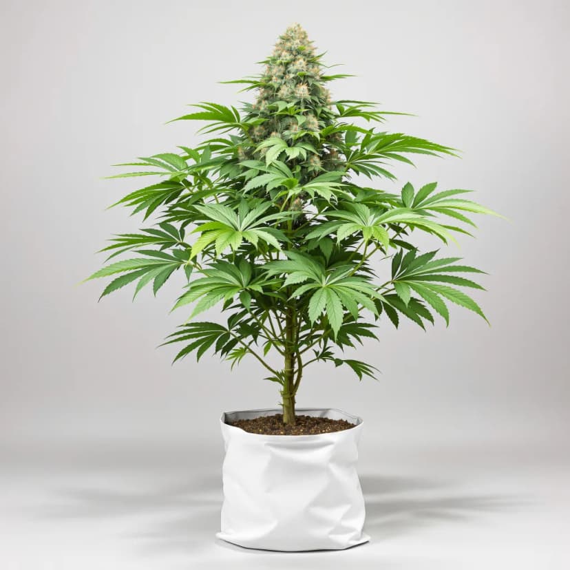 Lemon Daddy autoflower cannabis plant