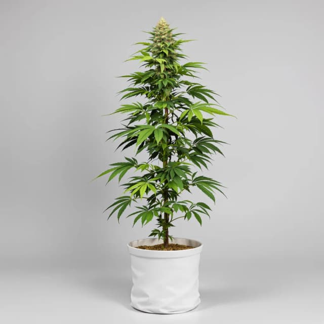 Lemon Daddy feminized cannabis plant