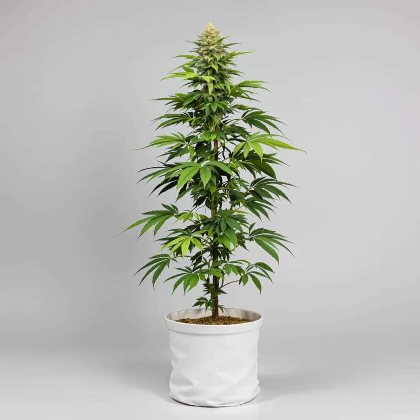 Lemon Daddy feminized cannabis plant