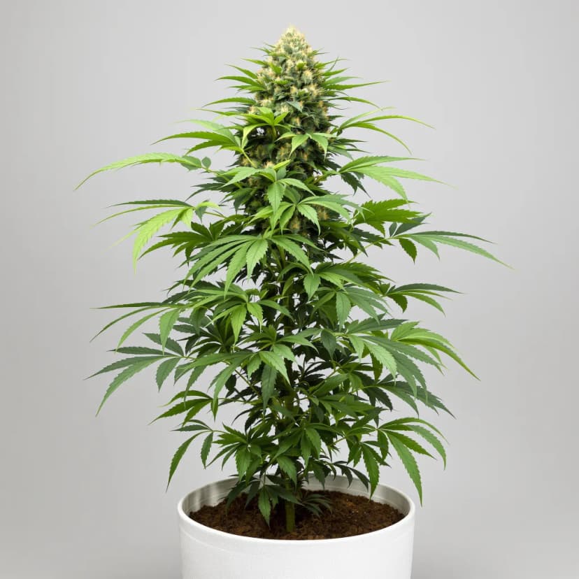 Lemon Diesel feminized cannabis plant