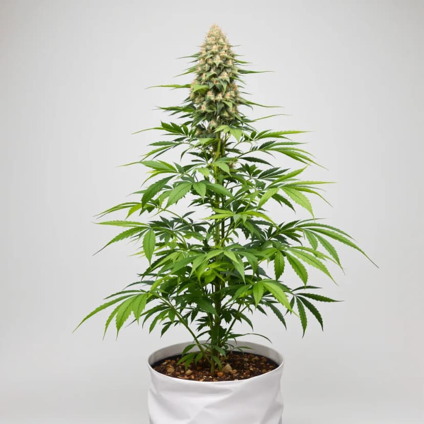Lemon Drizzle autoflower cannabis plant
