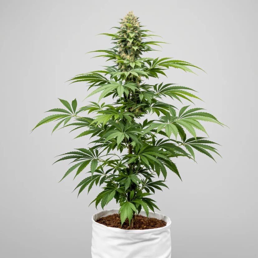 Lemon Drizzle feminized cannabis plant