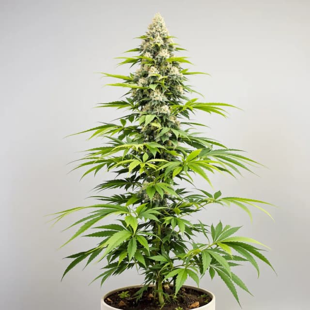 Lemon Drop cannabis seeds packaging, Royal King Seeds USA