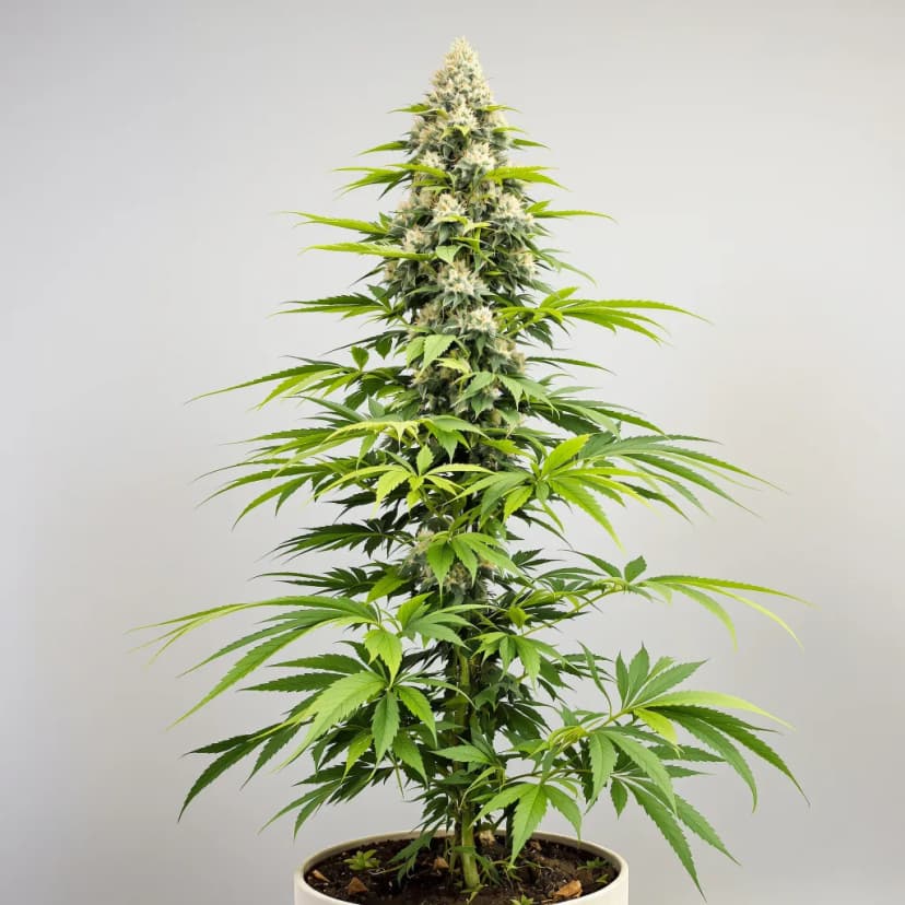 Lemon Drop autoflower cannabis plant