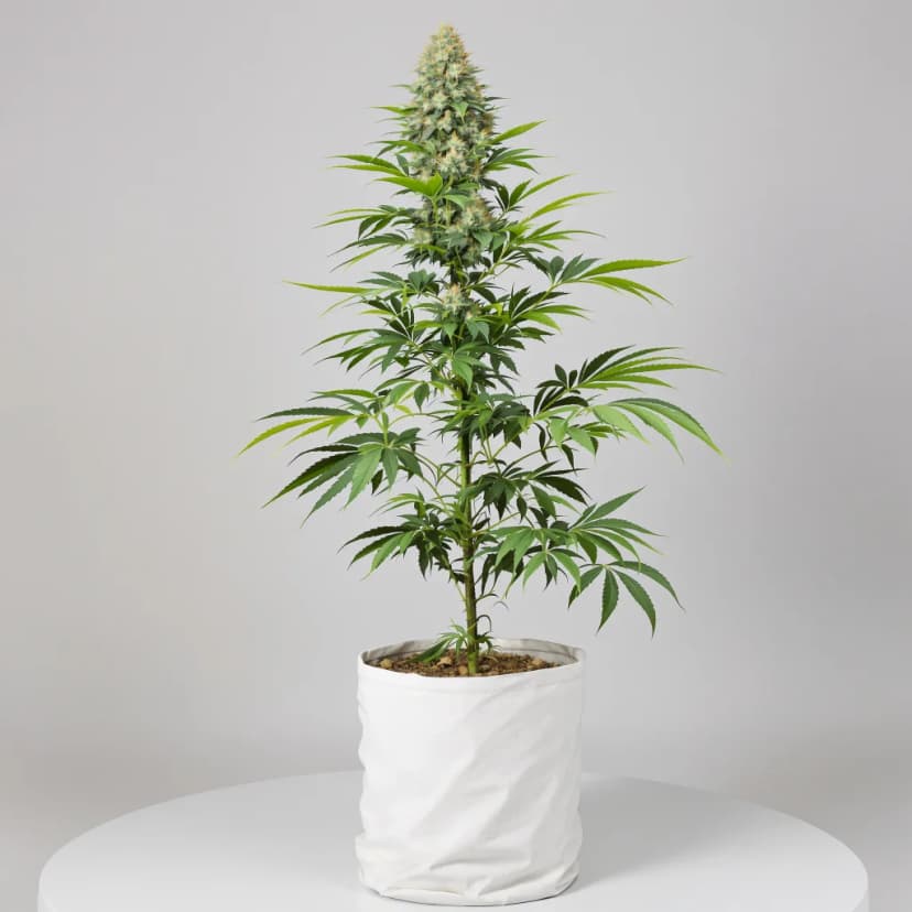 Lemon Drop feminized cannabis plant