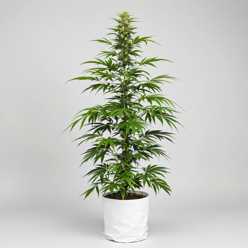 Lemon Haze feminized cannabis plant