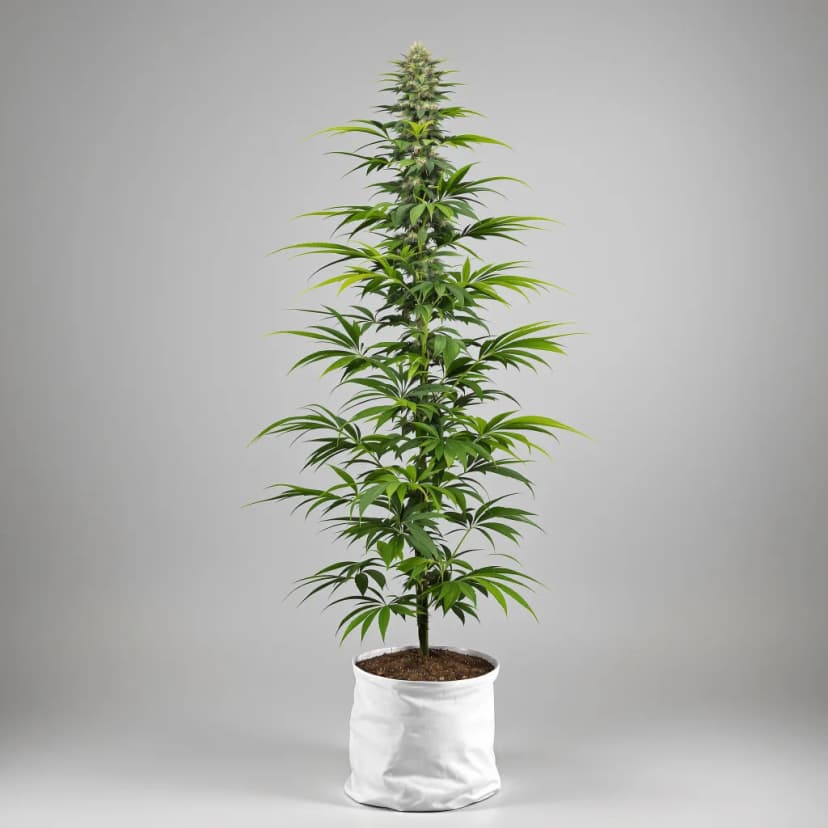Lemon Jack feminized cannabis plant